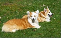 Rhys and Ginger.jpg