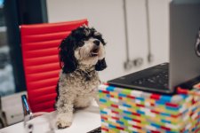 Lap(top)dog.jpg