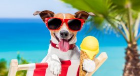 Dog Days of Summer.jpg