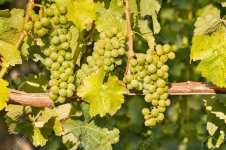 ripe-white-riesling-grapes.jpg