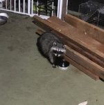 racoon.jpg