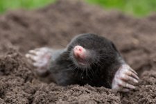 Mole.jpeg