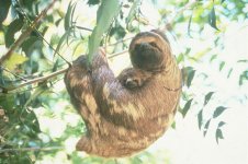 sloth.jpg