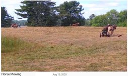 NewHorseMowing-42.jpg