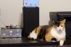 JAZZ_CAT.jpg