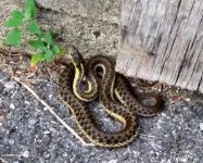 OilySnake-2020-42.jpg