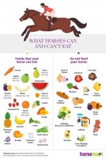 what-horses-can-and-cant-eat-infographic.jpg
