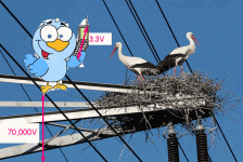 BirdWireCellphone-42.gif