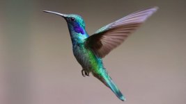 conoce-curiosidades-sobre-el-colibri-655x368.jpg