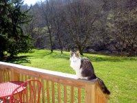 Afternoon_cat_x.jpg