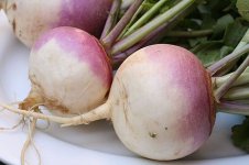 440px-Turnip_2622027.jpg 440px-Turnip_2622027.jpg