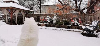 Snow.JPG
