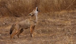 coyote-howling.jpeg