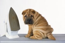 Shar Pei puppy.jpg