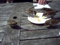 Tame Birds Tresco Abbey Cafe.jpg