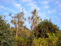 Tresco outside Smugglers Cottage.jpg