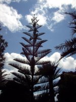 Monkey Puzzle Tree Tresco.jpg