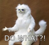 confused-cat-meme.jpg