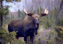 moose.jpg