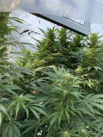 Backyaed-pot-crop.jpg