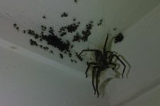 Spider.jpg