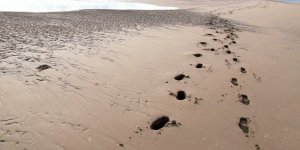 Footprints.jpg