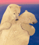 bearlove.gif