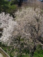 spring.jpg