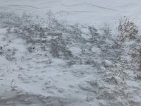 IMG_0576.jpg