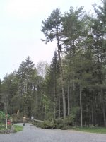 Trees-May-2020.jpg