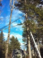 RopingSpruce.jpg