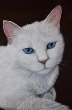 minou.jpg