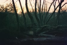 Holland Park 1987 Lime Row.jpg