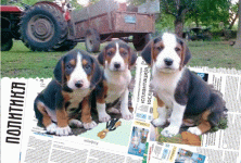 SerbianPuppies-42.gif