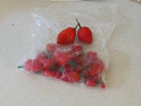 habanero - red.jpg