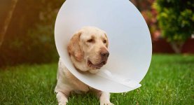 Dog-Cone.jpg