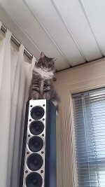 Catishelping.jpg
