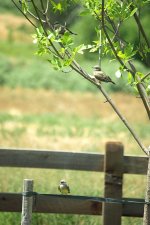 three_birds_in_a_tree.jpg