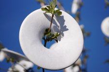 The pale fruit.JPG