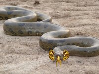 Golden Snake Ear.jpg