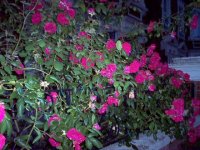 Roses at no. 19.jpg
