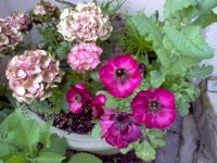 Anemones 2.jpg