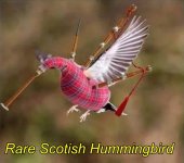 Scottish hummingbird.jpg