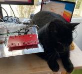 cat-helping.png