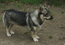 oddie.jpg