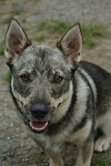 oddie3.jpg
