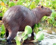 capivara.jpg