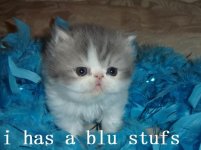 blue.jpg