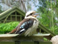 kookaburra.jpg