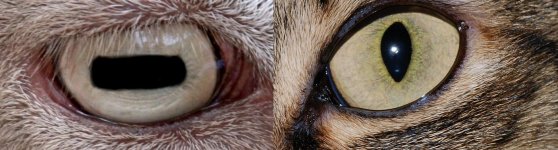 eyes.jpg